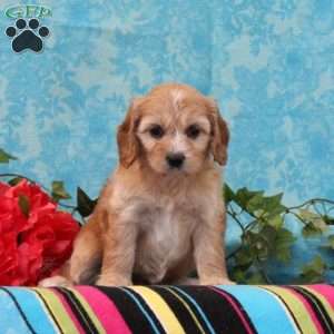 Katie, Cavalier King Charles Mix Puppy